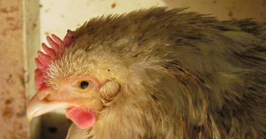 Сальмонельоз у курей Сальмонельоз у курей