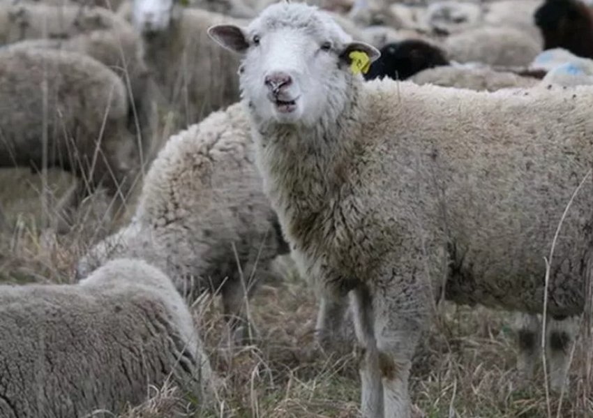 Цигайська порода овець