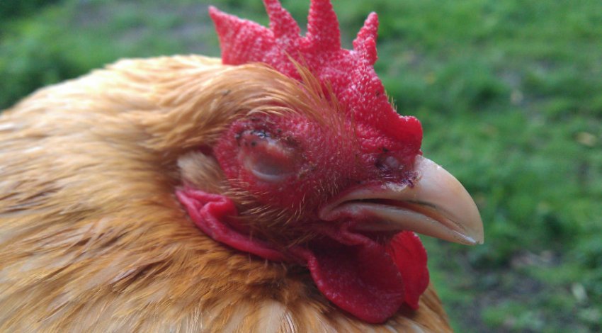 Мікоплазмоз Мікоплазмоз