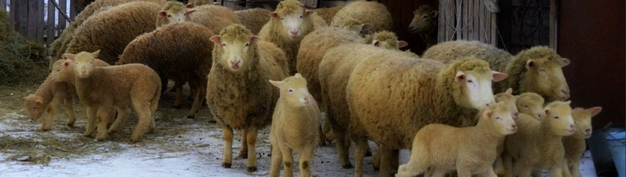 Куйбишевські баран і вівця: опис та особливості породи