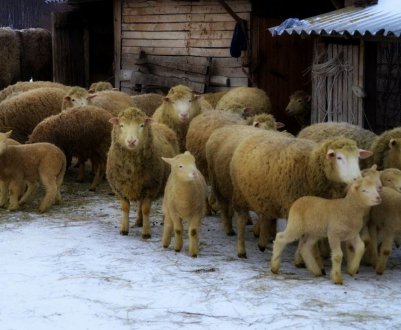 Куйбишевські баран і вівця: опис та особливості породи