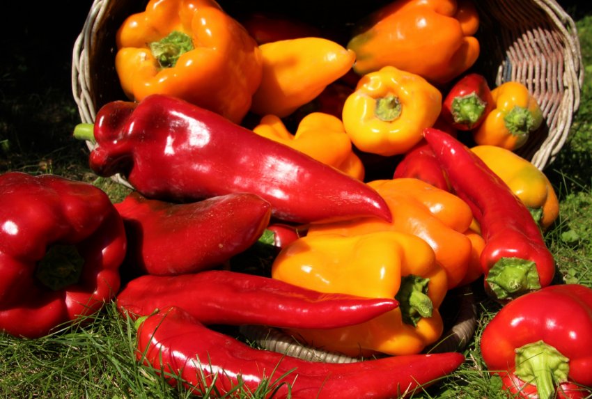 Господарство Київської області займеться вирощуванням органічної перцю