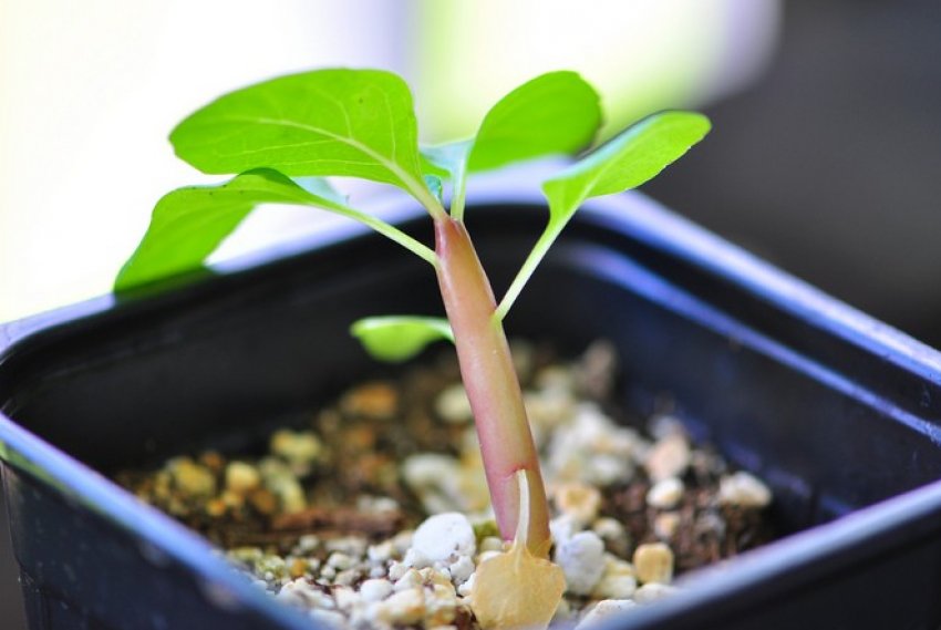 Бригамия Бригамия