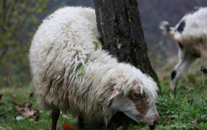 Черкаська м`ясо-шортна вівця