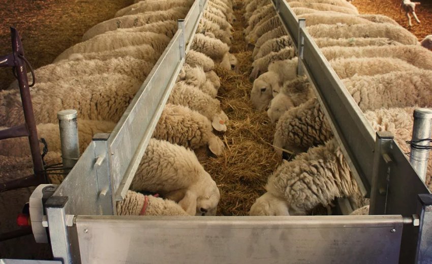 Годівлі цигайських овець