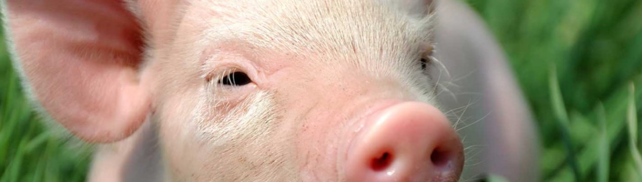 Північна Корея посилює заходи із запобігання поширенню АЧС