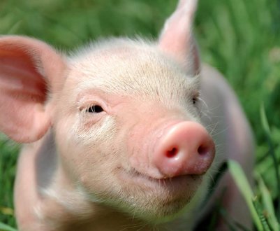 Північна Корея посилює заходи із запобігання поширенню АЧС