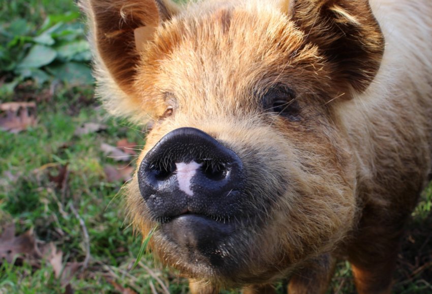 Північна Корея посилює заходи із запобігання поширенню АЧС