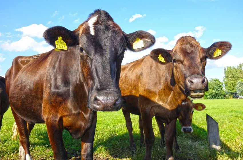 Північна Корея посилює заходи із запобігання поширенню АЧС