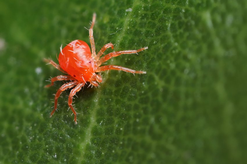 Павутинний кліщ Павутинний кліщ