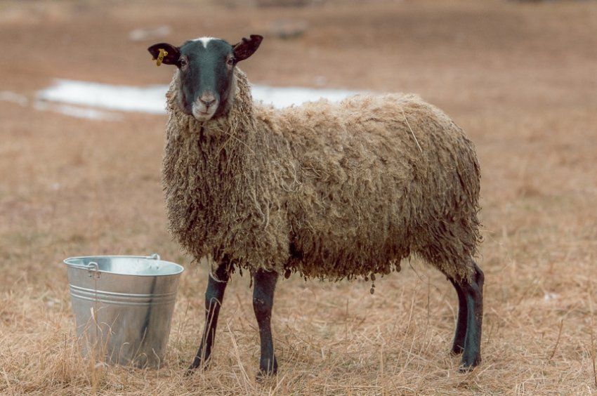 Годівля овець Годівля овець