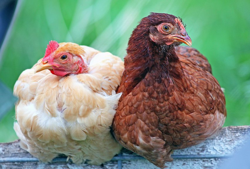 Українське птахівництво без відходів: біогазові станції чекають пропозицій