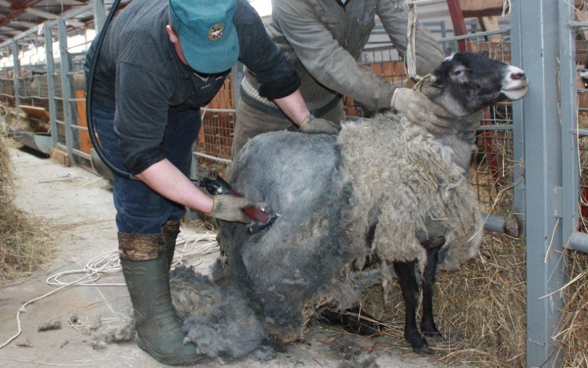 Стрижка овець Стрижка овець