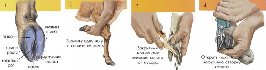 Обрізка копит у овець Обрізка копит у овець