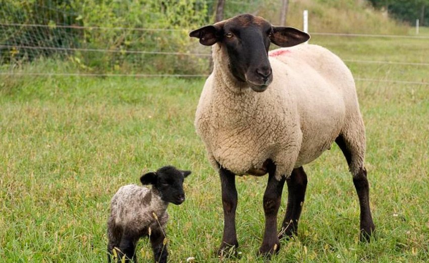 Романівські вівці Романівські вівці