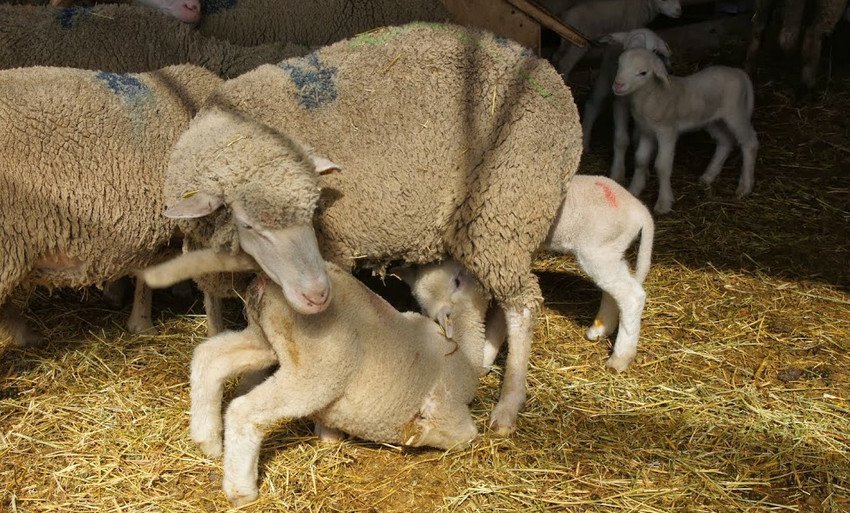Куйбишевська вівця з потомством