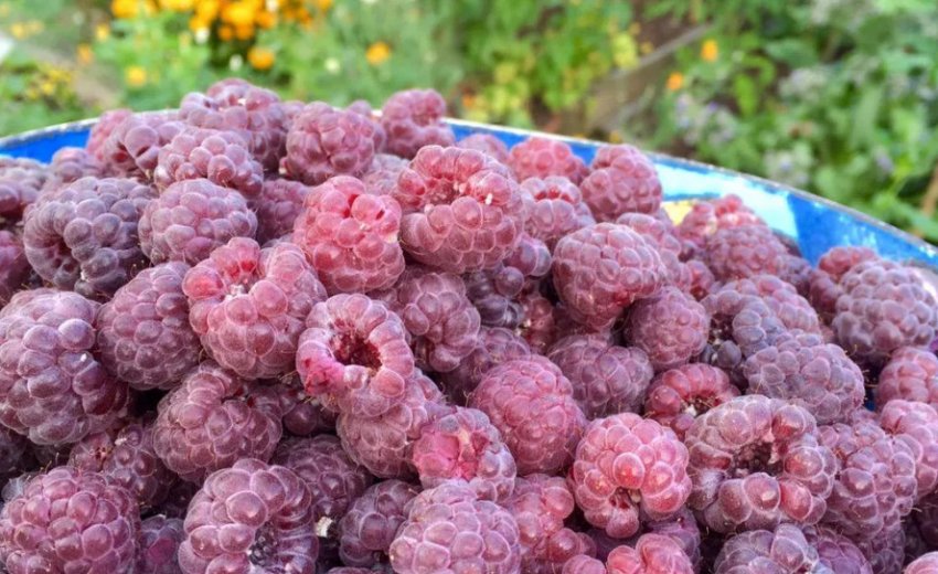 Малина Глен Дещо Малина Глен Дещо