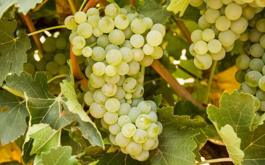 Білий виноград Білий виноград