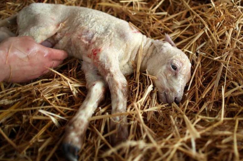 Новонароджене ягня