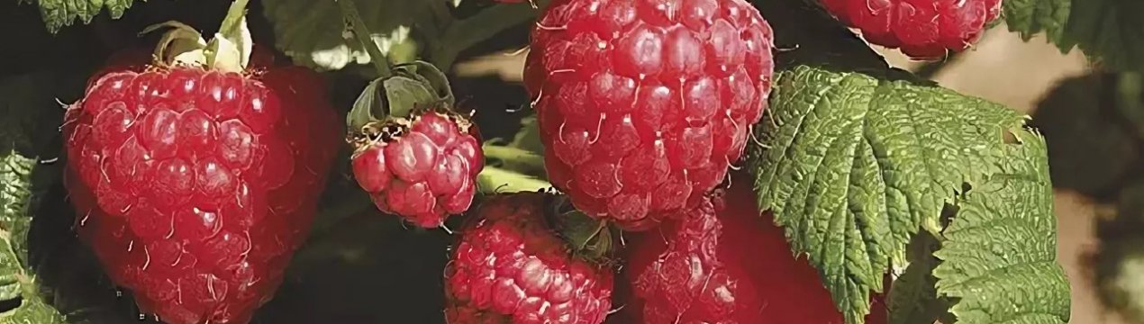 Ремонтантна Малина Жозефіна — терміни дозрівання і врожайність