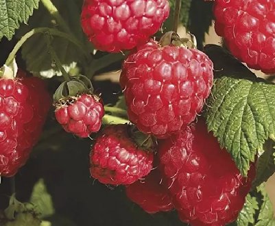 Ремонтантна Малина Жозефіна — терміни дозрівання і врожайність