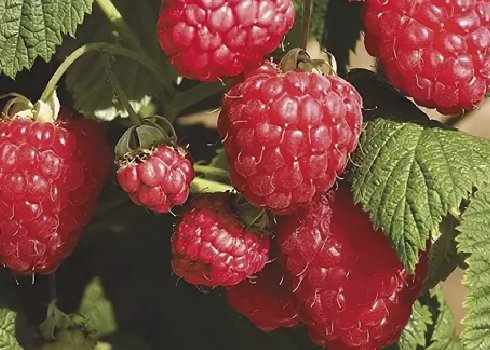 Ремонтантна Малина Жозефіна — терміни дозрівання і врожайність