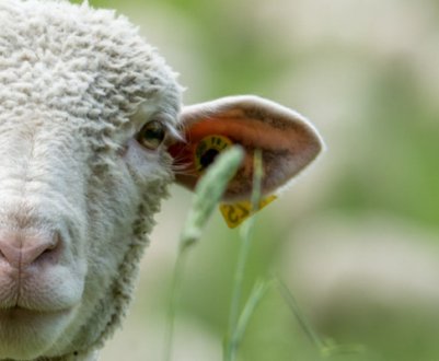 Скільки років живуть домашні барани та вівці?