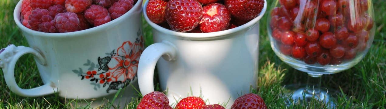 З липецких полів зберуть сотні тонн різних ягід