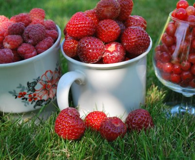 З липецких полів зберуть сотні тонн різних ягід