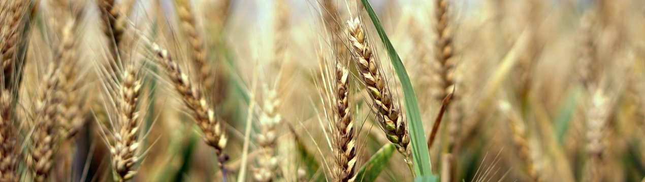 Австралія оновила свій прогноз по пшениці