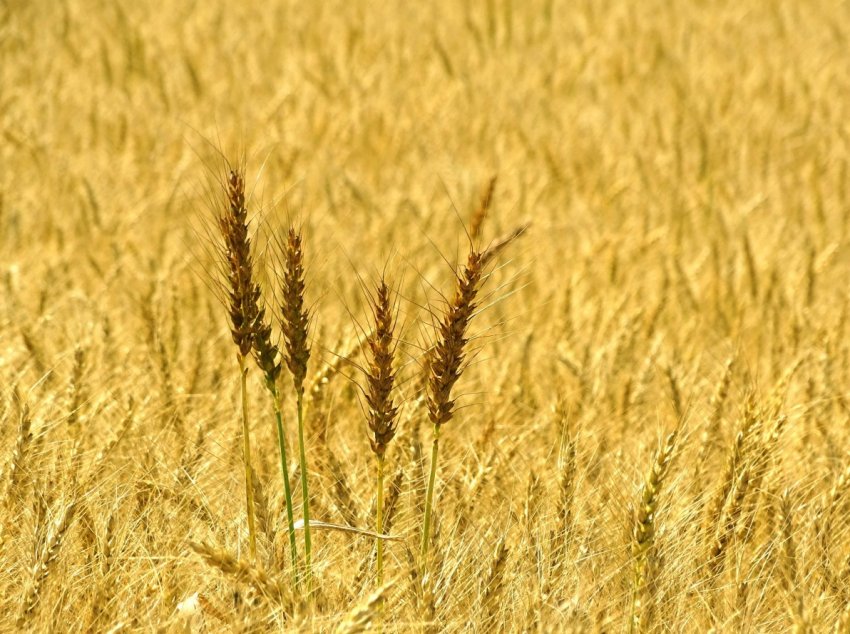 Австралія оновила свій прогноз по пшениці