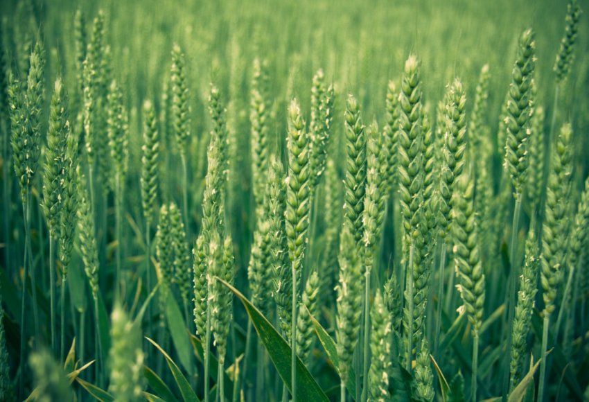 Австралія оновила свій прогноз по пшениці