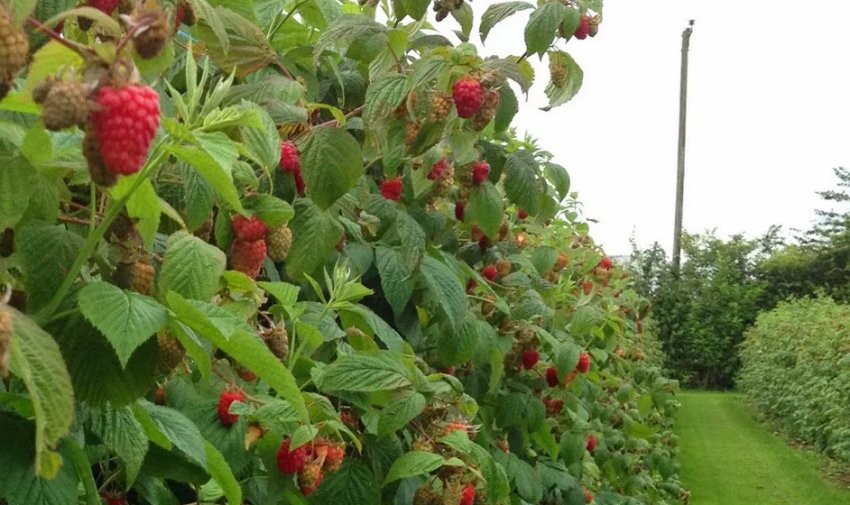 Малина Жозефіна Малина Жозефіна