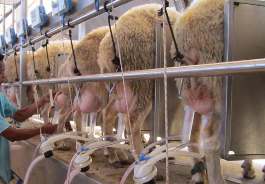 Доїння овець