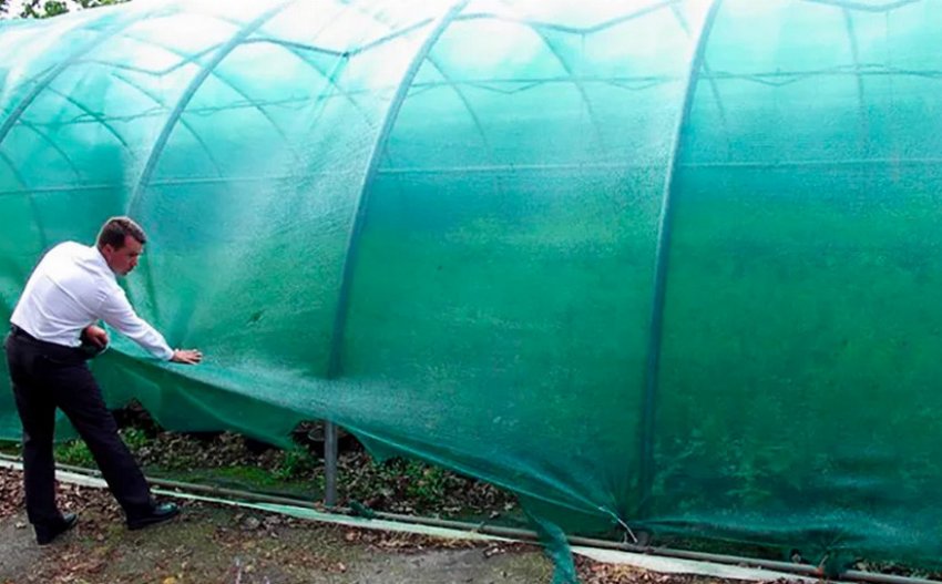 Затінення посадок малини Затінення посадок малини