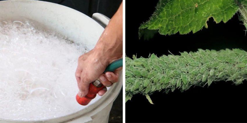 Мильний розчин для попелиці Мильний розчин для попелиці