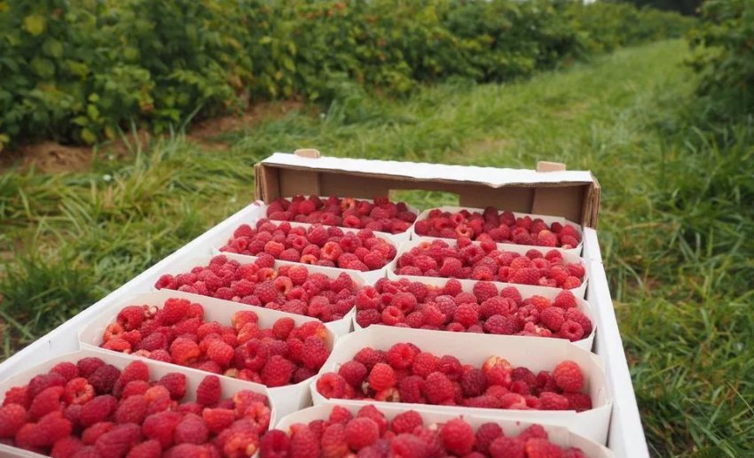 Збір малини Збір малини