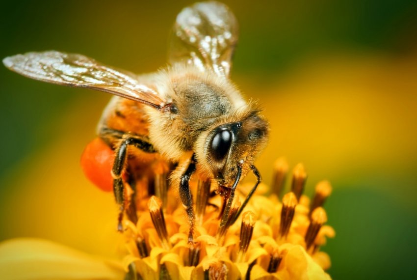 Масова загибель бджіл зафіксована в Харківській області Масова загибель бджіл зафіксована в Харківській області