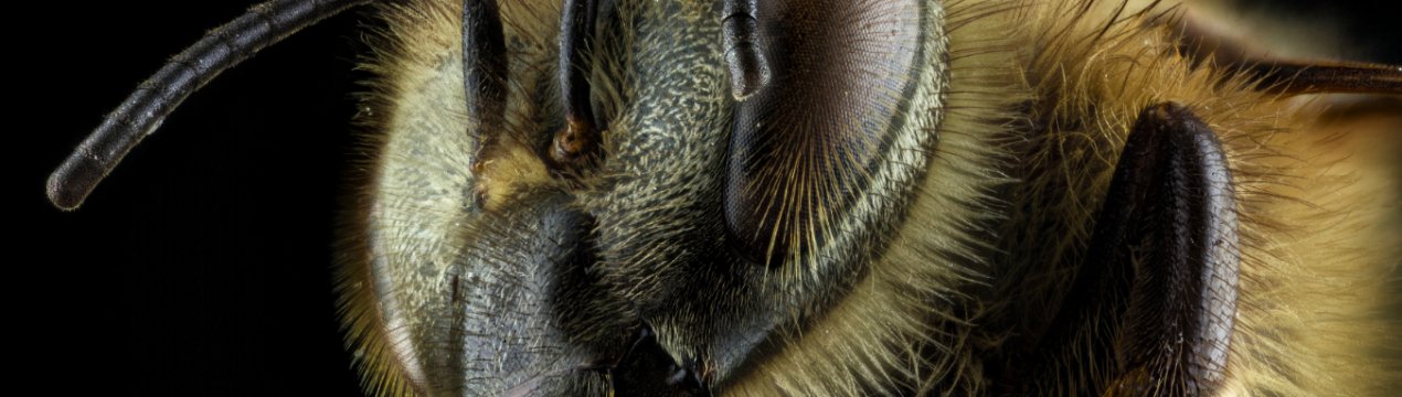 Масова загибель бджіл зафіксована в Харківській області