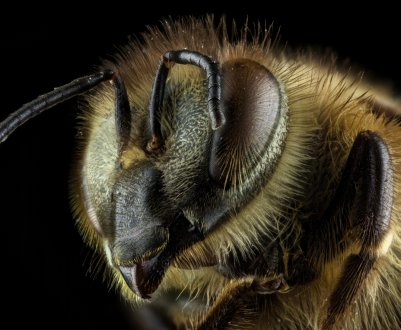 Масова загибель бджіл зафіксована в Харківській області
