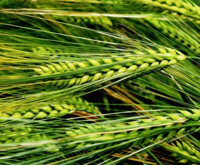 В Україні почали збір урожаю зернових культур