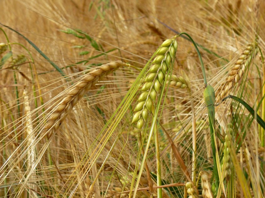 В Україні почали збір врожаю зернових культур. В Україні почали збір врожаю зернових культур.