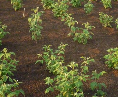 Як правильно посадити малину навесні