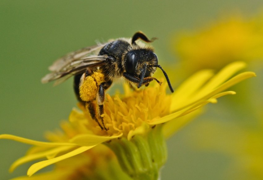 Пасічник із Сумської області звинувачує аграріїв у загибелі бджіл Пасічник із Сумської області звинувачує аграріїв у загибелі бджіл