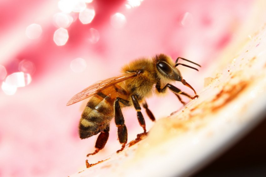 Пасічник із Сумської області звинувачує аграріїв у загибелі бджіл Пасічник із Сумської області звинувачує аграріїв у загибелі бджіл