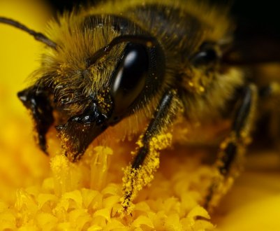 Пасічник із Сумської області звинувачує аграріїв у загибелі бджіл