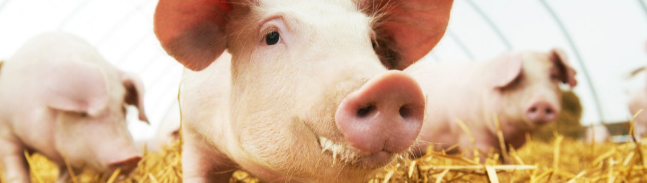 З початку року український агрохолдинг KSG Agro реалізував близько 41,5 тисячі свиней