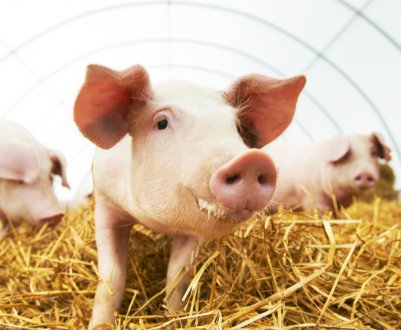 З початку року український агрохолдинг KSG Agro реалізував близько 41,5 тисячі свиней