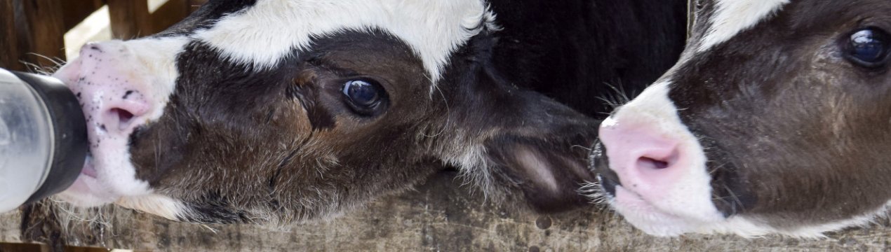 Чи можна випоювати телят сухим молоком