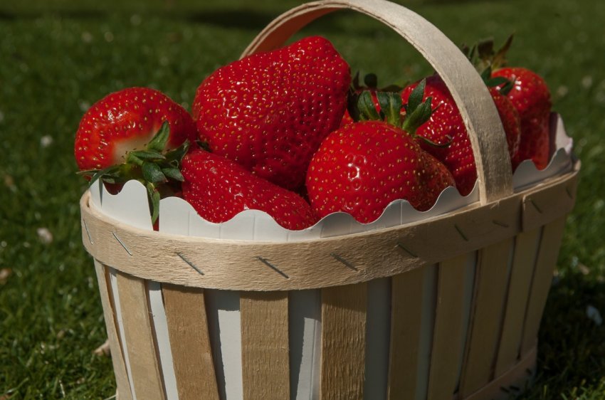 З липецких полів зберуть сотні тонн різних ягід